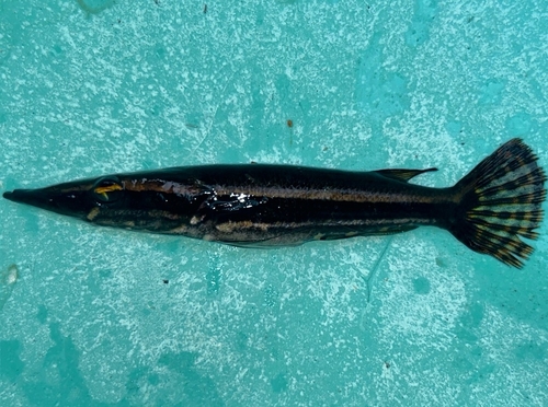Luciocephalus pulcher