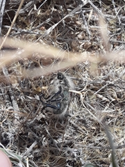 Paracotalpa granicollis