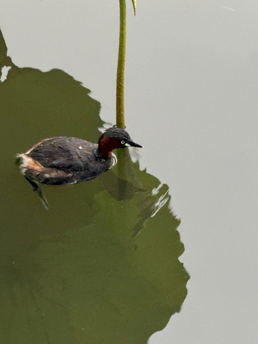 iNaturalist image