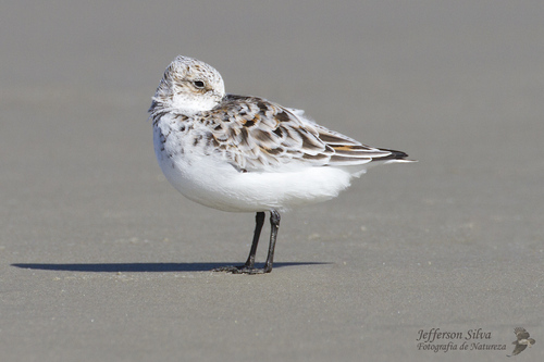iNaturalist image