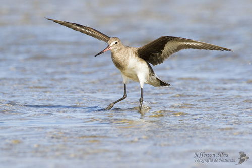 iNaturalist image