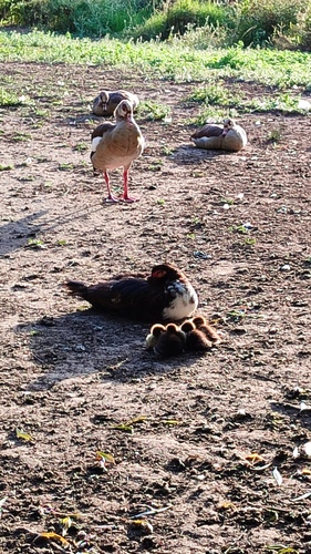 iNaturalist image