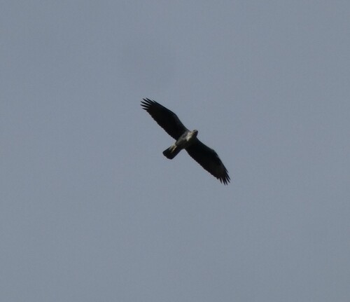 Águila perdicera (Aquila fasciata)