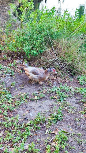 iNaturalist image