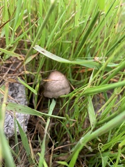 Panaeolus cinctulus