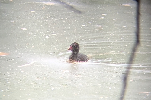Common Moorhen