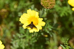 Hemipenthes seminiger