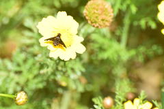 Hemipenthes seminiger