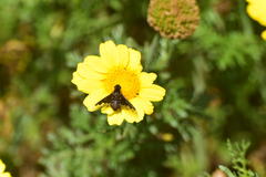 Hemipenthes seminiger