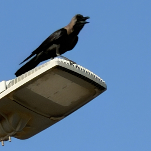 House Crow