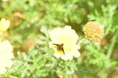 Hemipenthes seminiger