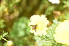 Hemipenthes seminiger