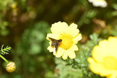 Hemipenthes seminiger