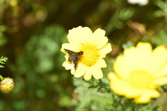 Hemipenthes seminiger