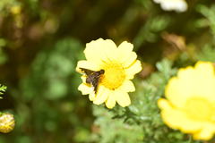 Hemipenthes seminiger