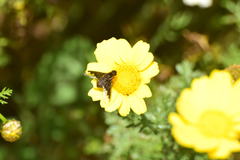 Hemipenthes seminiger