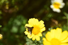 Hemipenthes seminiger