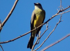 Tyrannus melancholicus