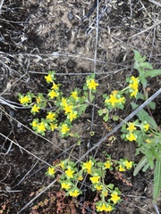 Eriophyllum multicaule