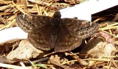 Erynnis juvenalis juvenalis
