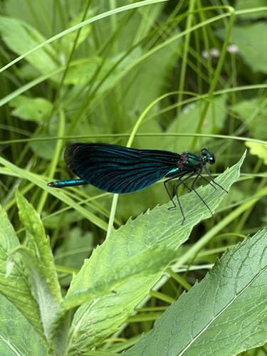 Beautiful Demoiselle
