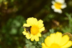 Hemipenthes seminiger