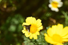 Hemipenthes seminiger