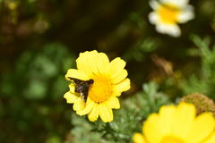 Hemipenthes seminiger