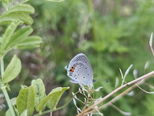 Short-tailed Blue