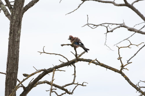 Eurasian Jay