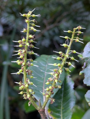 Cunonia balansae observed 2026-06-02