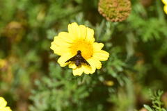 Hemipenthes seminiger