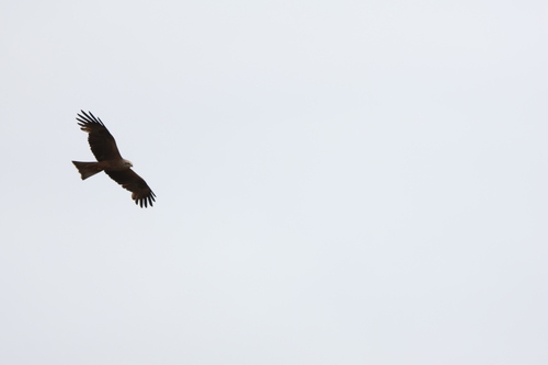 Black Kite