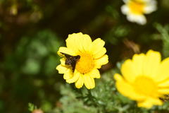 Hemipenthes seminiger