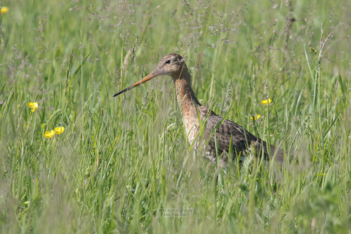 iNaturalist image