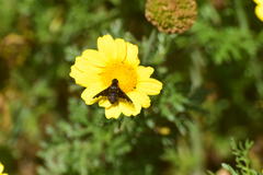 Hemipenthes seminiger