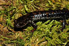 Plethodon ouachitae