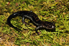 Plethodon ouachitae