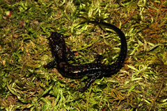 Plethodon ouachitae
