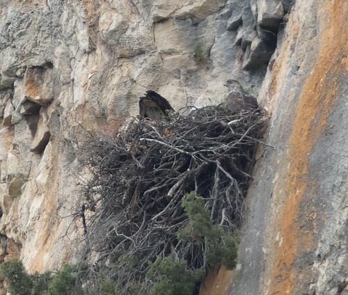 Águila perdicera (Aquila fasciata)