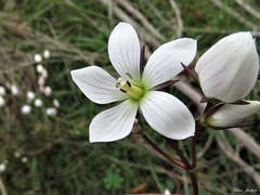 Gentianella cunninghamii