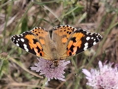 Mariposa Vanesa pintada
