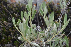 Eriodictyon tomentosum