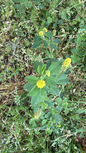 Black Medick