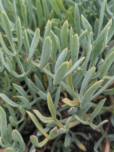 rock samphire