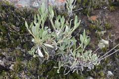 Eriodictyon tomentosum