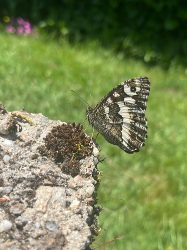 Great Banded Grayling
