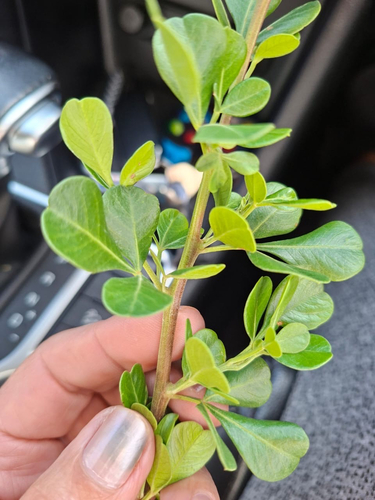 Blue Kunibush