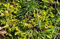 Homalothecium megaptilum