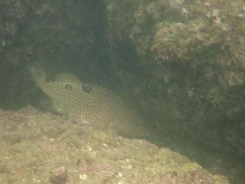 Epinephelus trimaculatus observed 2026-06-06